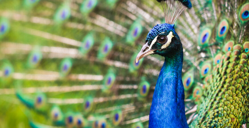 beautiful-peacock-portrait-picjumbo-com