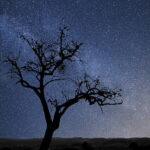 TOUR D’AFRIQUE DU LIVRE | Episode 5 – Naguib Mahfouz (Égypte)  : prophète du roman, chroniqueur du sacré