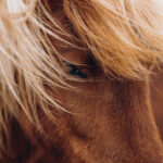 Cameroun | Roman francophone, arts plastiques, théâtre, et le laboratoire artistique de Yaoundé